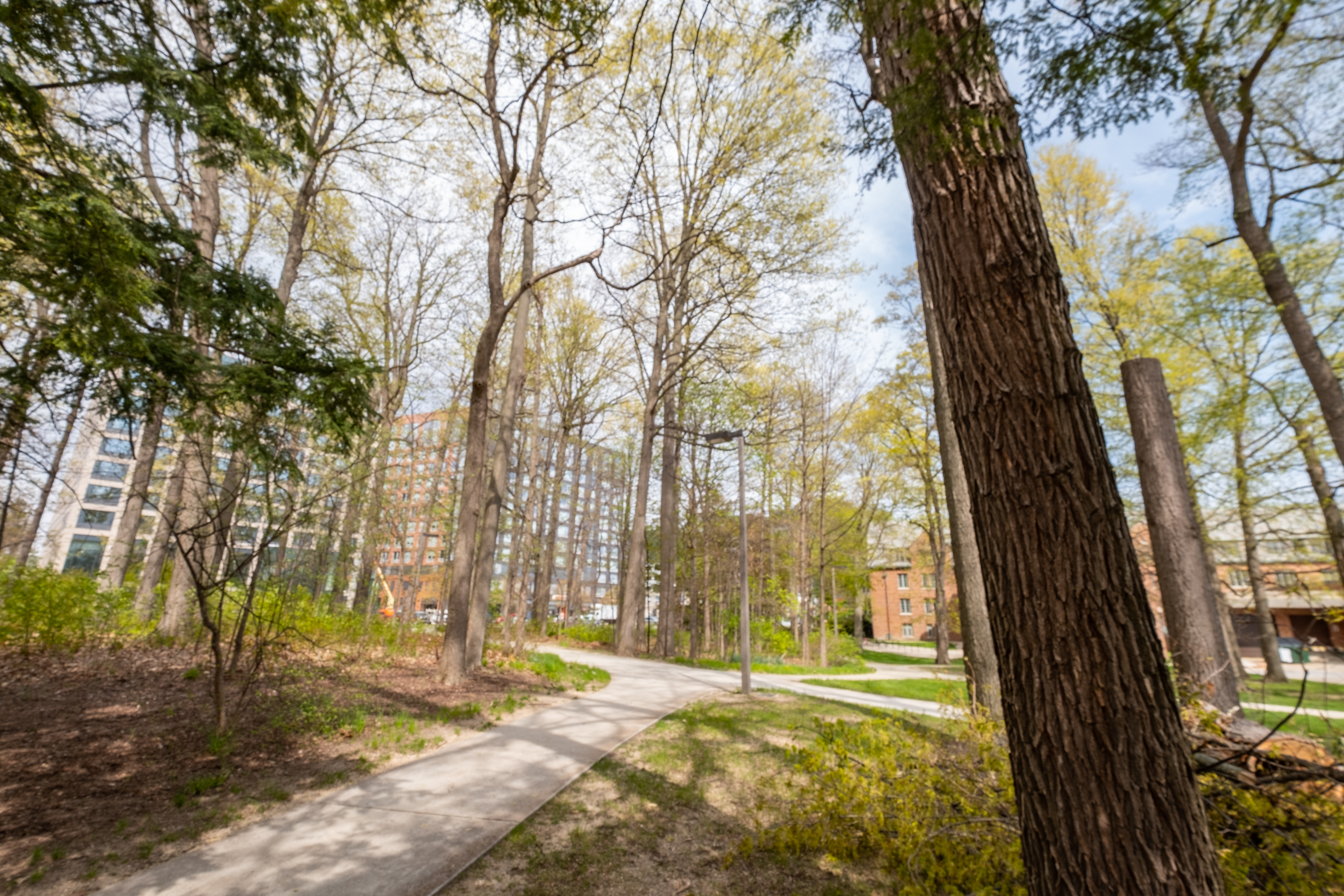 White oaks on the east side of Mary Mayo Hall, planted by William J. Beal (photo by University Communications)