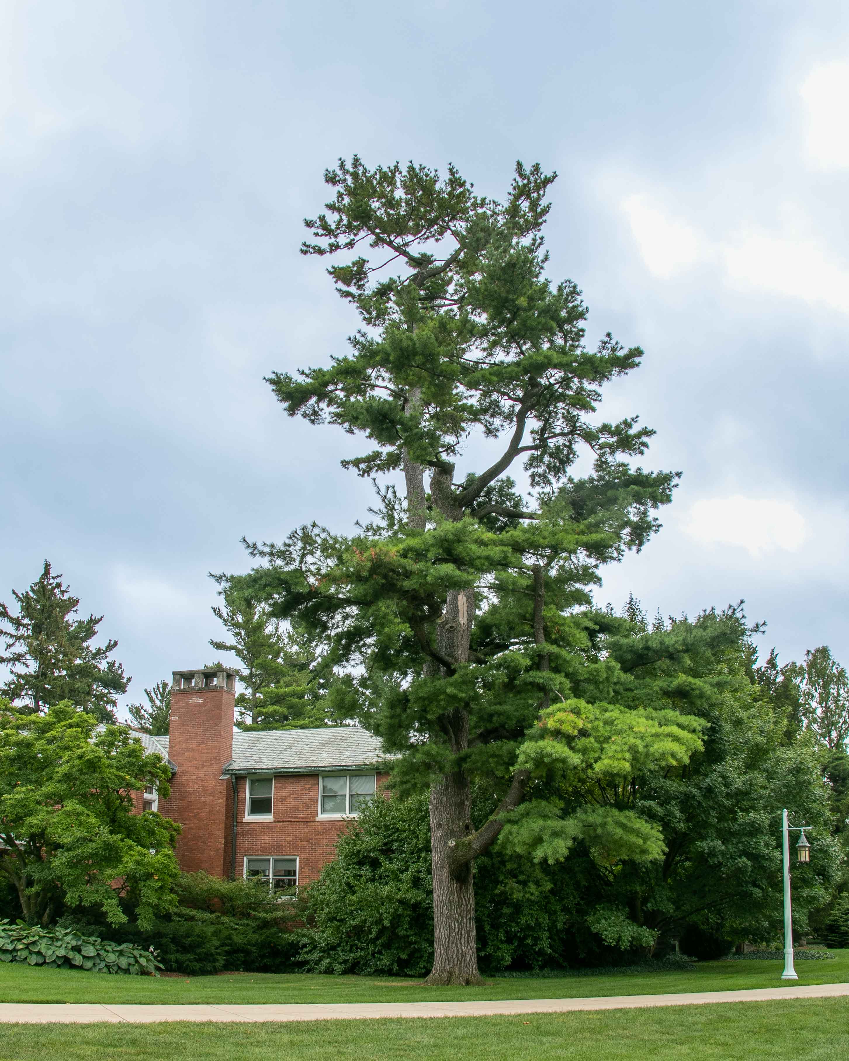 The Mary Abbot Commemorative White Pine