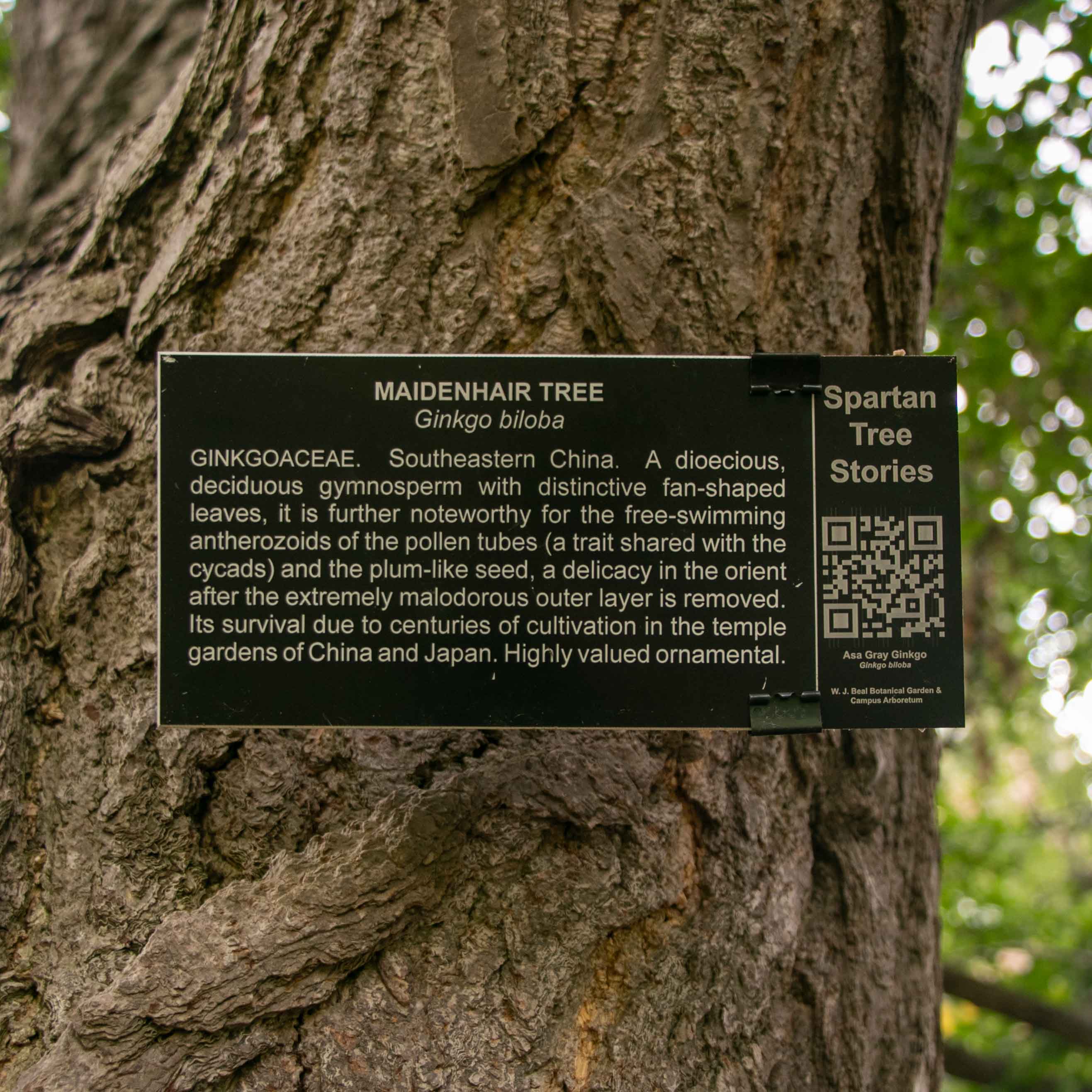 The Asa Gray Ginkgo tree
