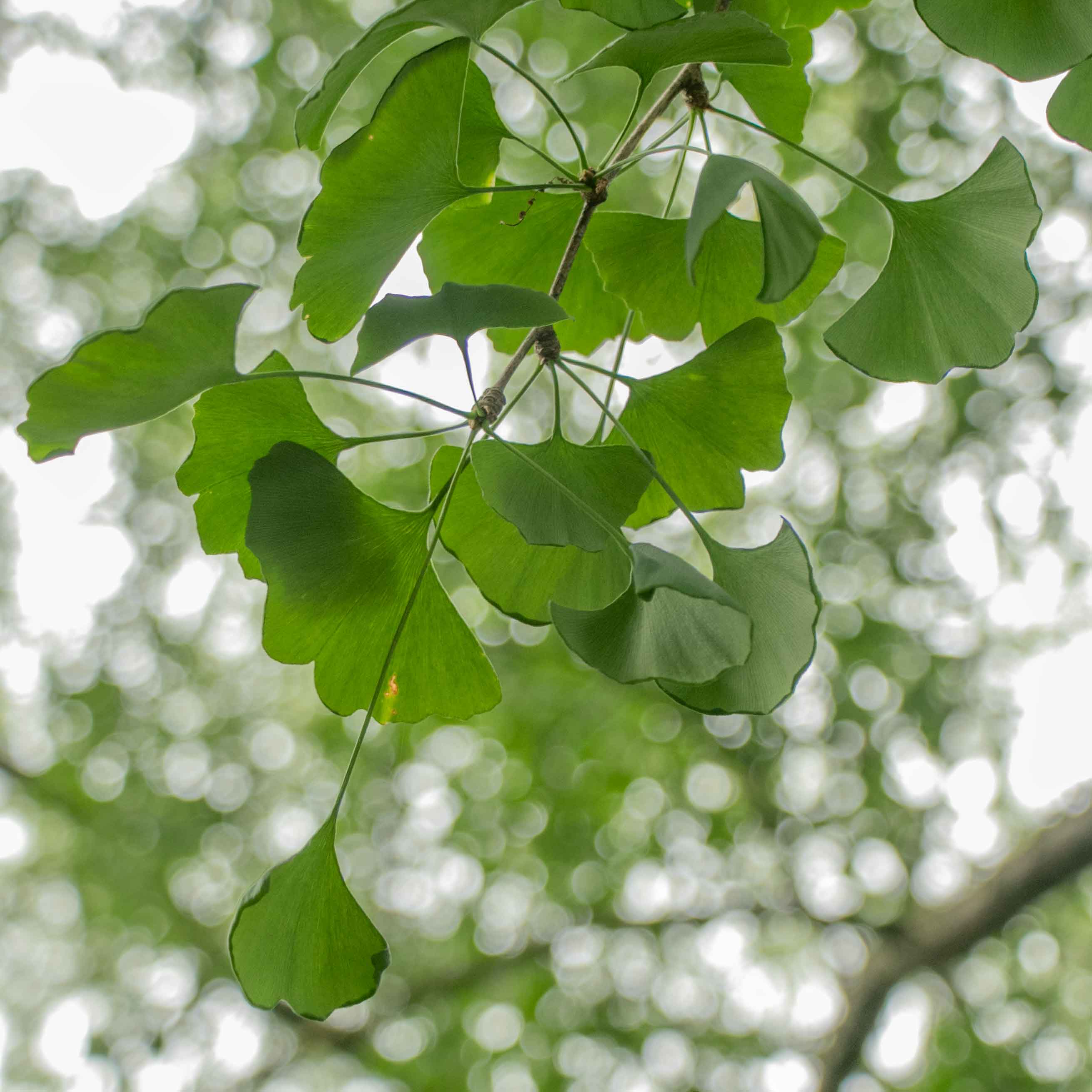 The Asa Gray Ginkgo tree