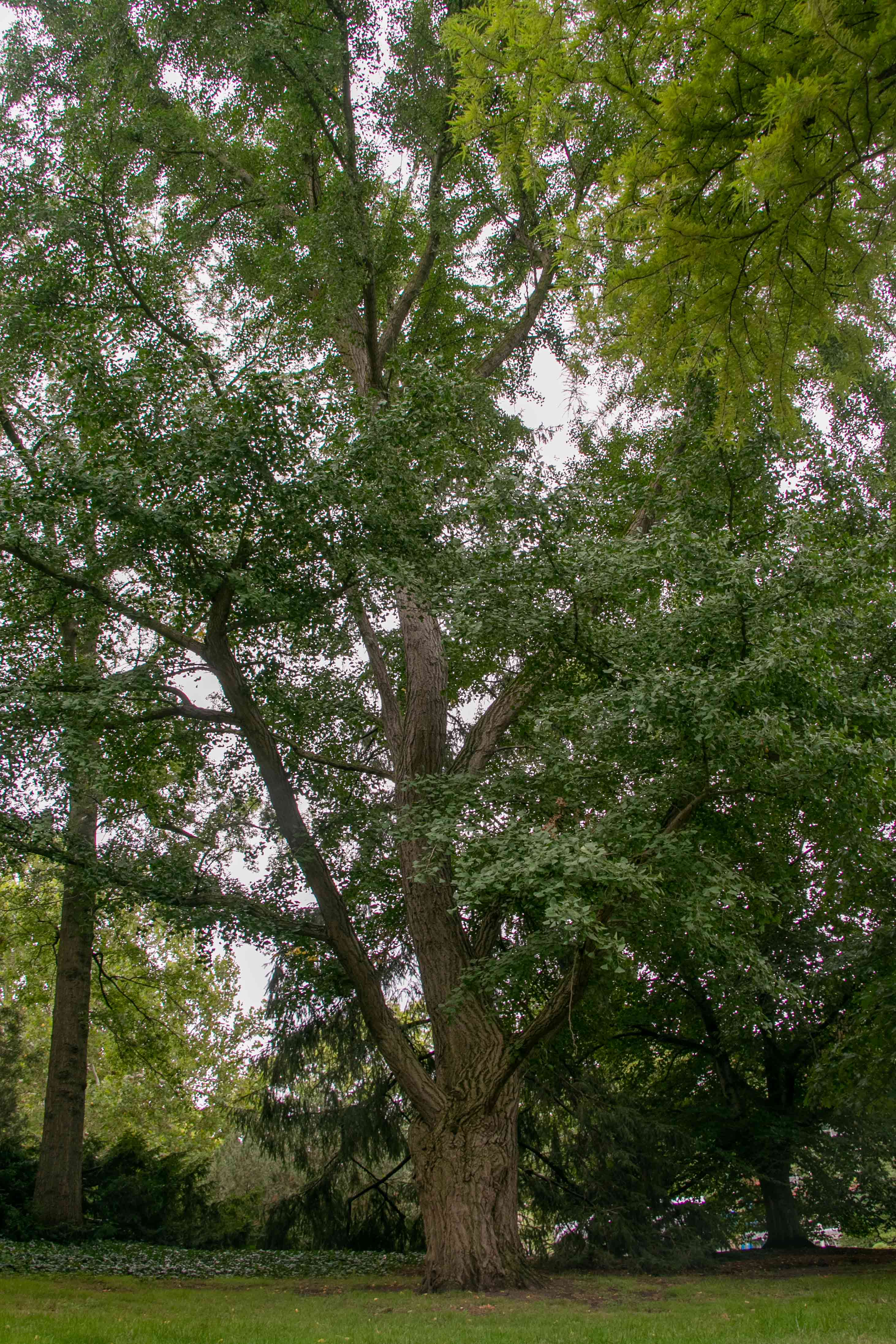 The Asa Gray Gingko Tree | Michigan State University