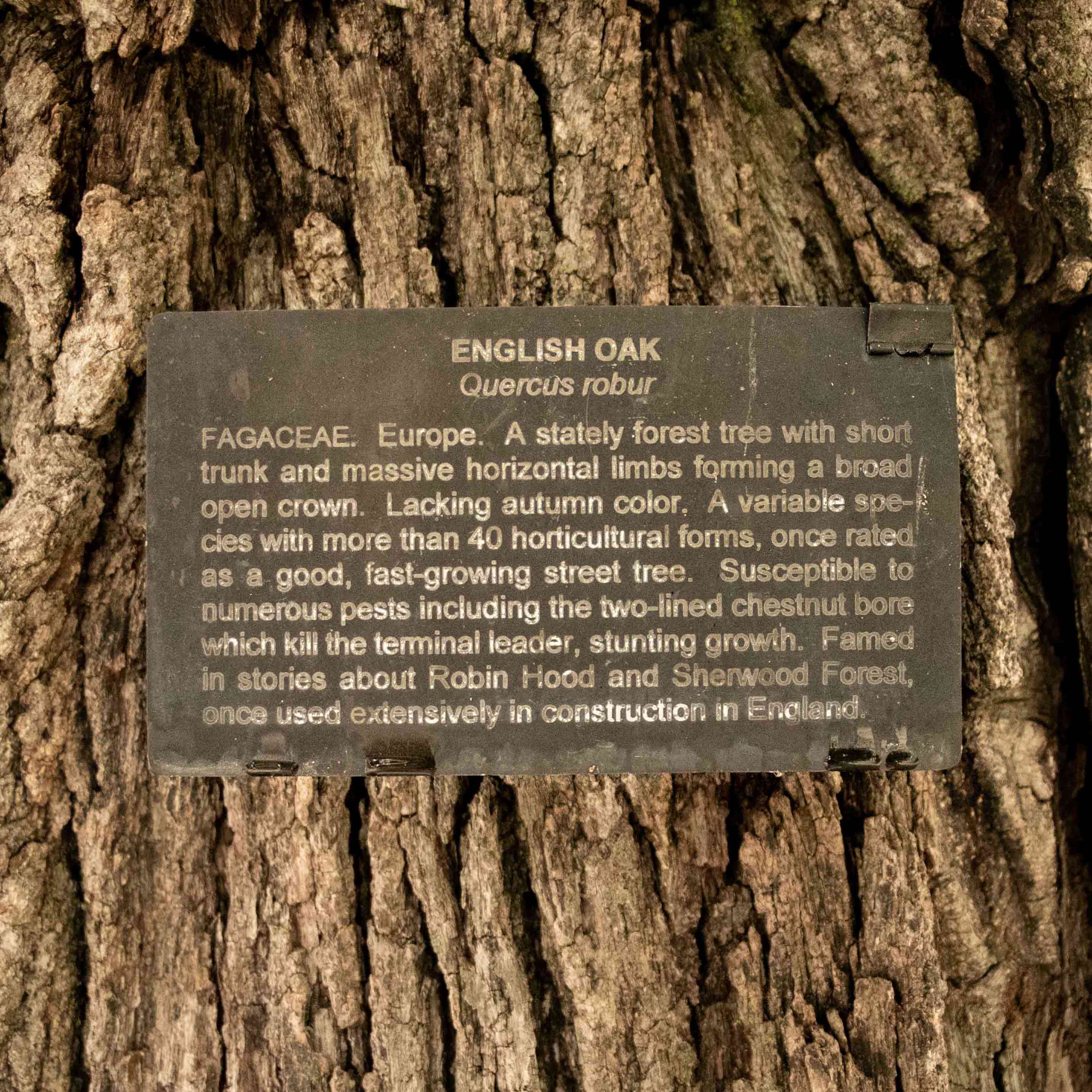 Sherwood Forest English Oak