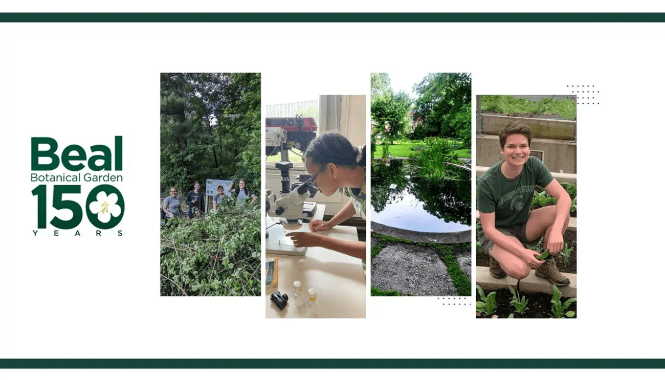 collage of five photos: left to right Beal Botanical Garden 150 logo, group gathered behind pile of brush, young woman looking through microscope, youth kneeling by plant bed